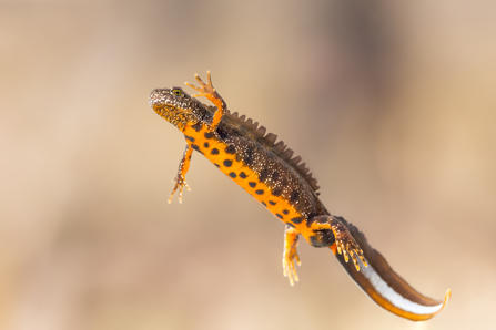 crested newt newts cristatus triturus breeding habitats amphibians toads wildscapes underside wildlifetrusts